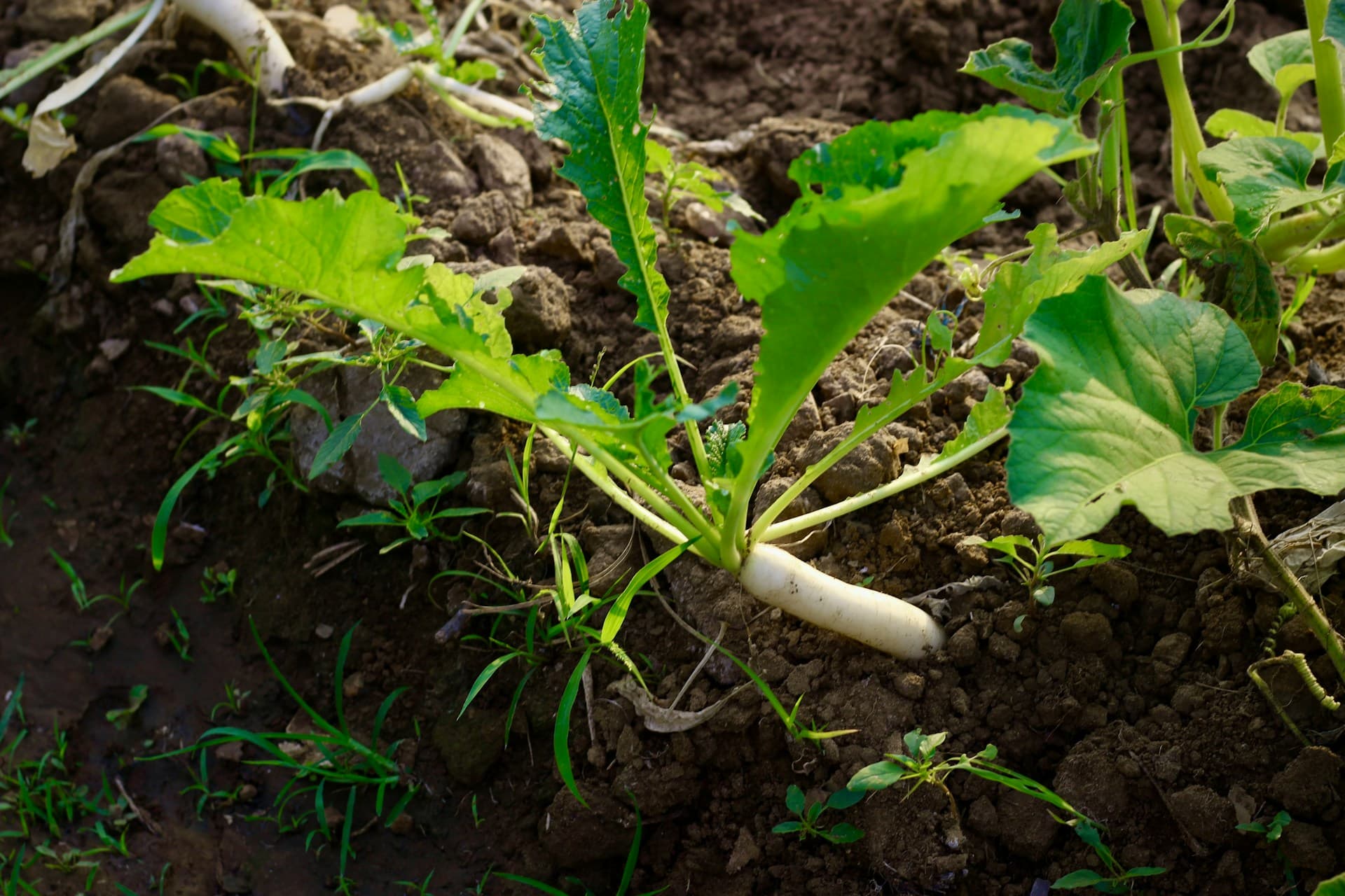 Nutrition's Impact on Learning